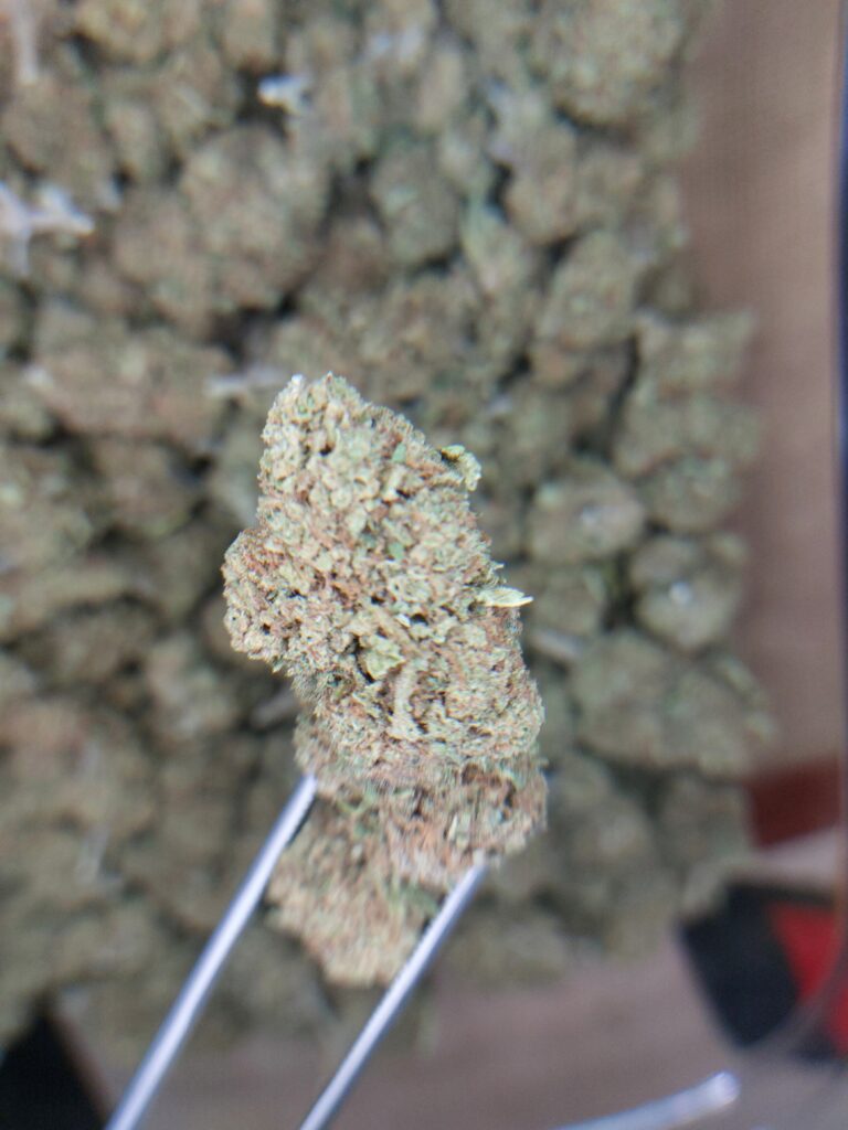 Gazolina cbd old.cookiz.io