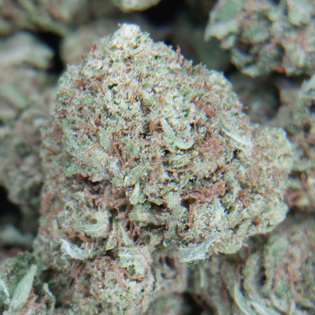 Trichomes givrés & arômes boisés ð Découvrez Chérie Pine