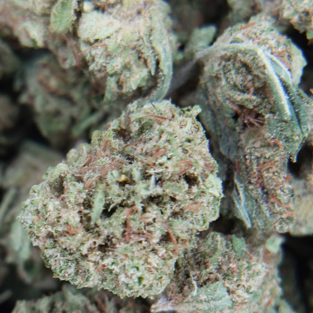 Fleur de cannabis légal Chérie Pine avec trichomes visibles