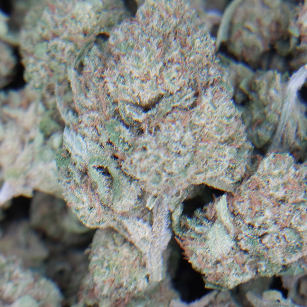 Photo de la fleur de CBD Chérie Pine, résineuse et manucurée