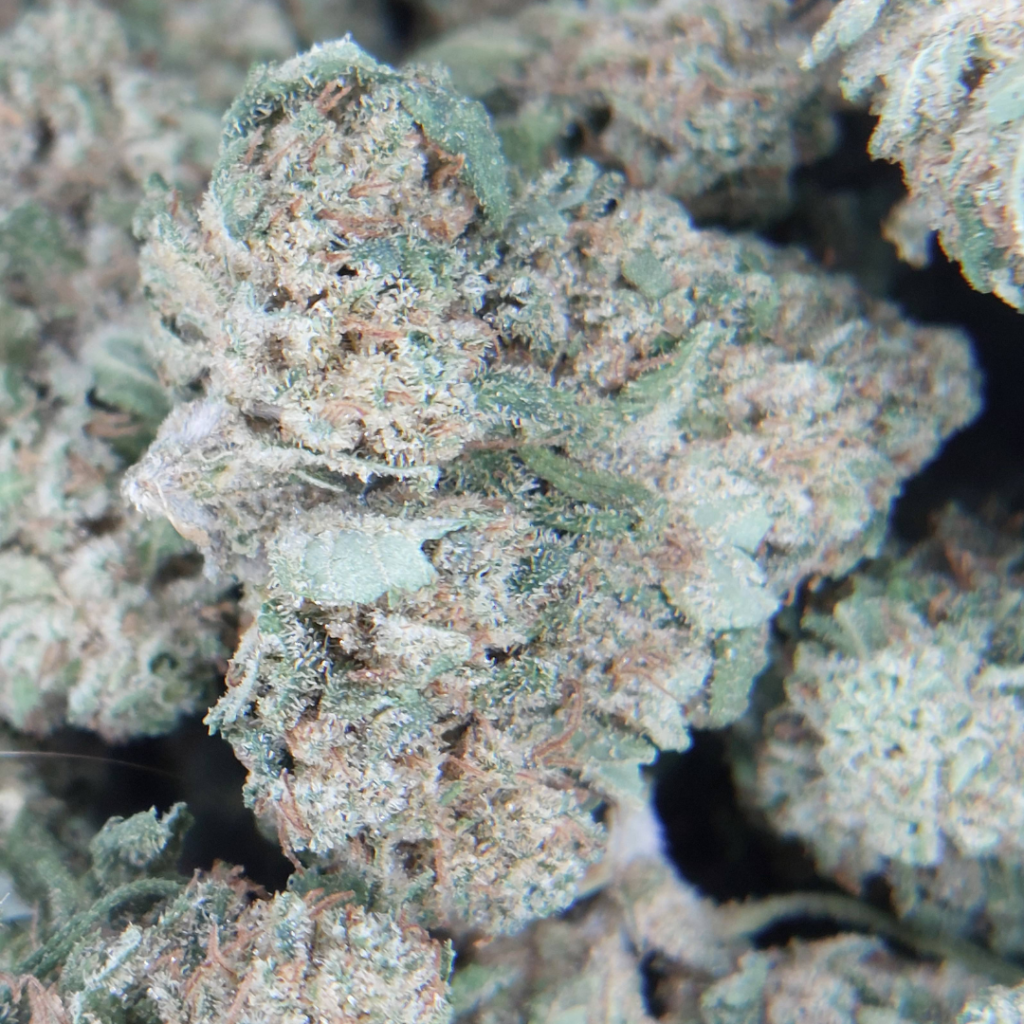 Fleur de CBD Strawberry Cheesecake française, très chargée en trichomes brillants avec des tons verts, orange et des reflets cristallins.