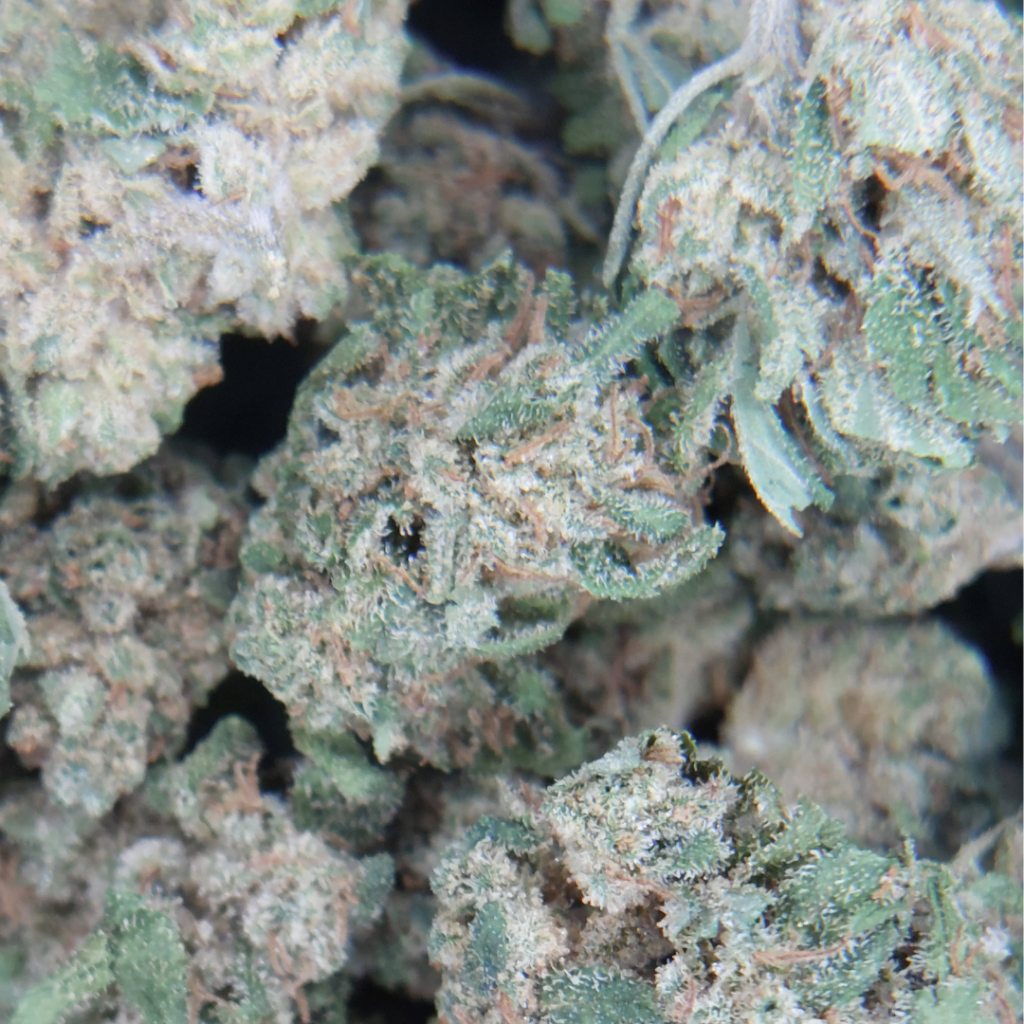 Fleur de CBD Strawberry Cheesecake française avec une concentration élevée de trichomes, texture dense et cristallisée.