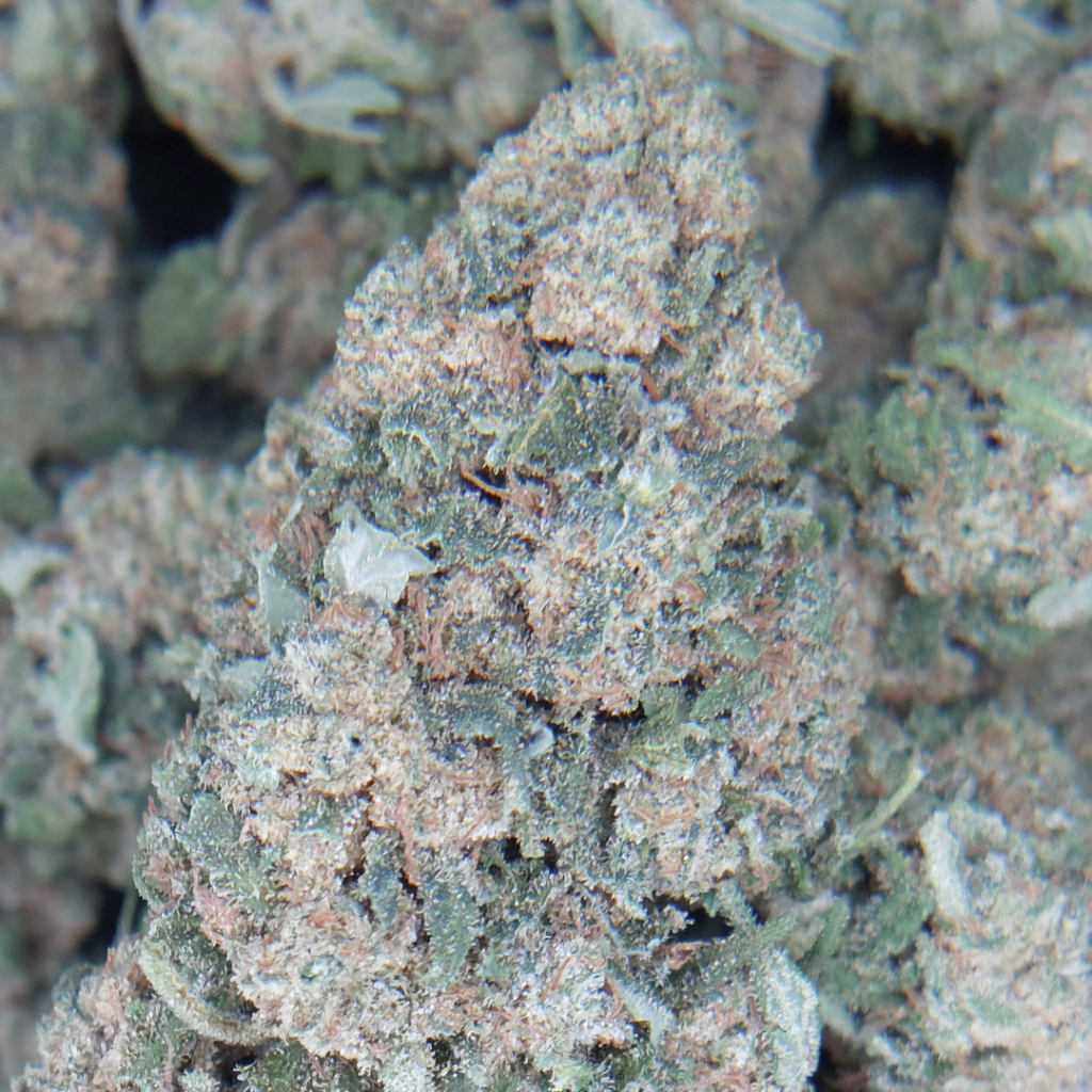 Zoom sur une fleur de CBD Strawberry Cheesecake cultivée en France, recouverte de trichomes blancs et brillants.