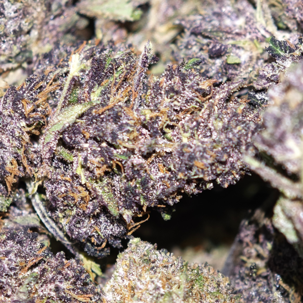 Fleur de Saphir Kush CBD française