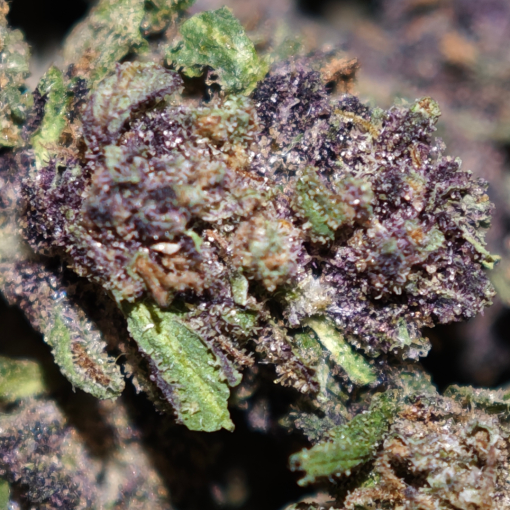 saphir kush mini BUD