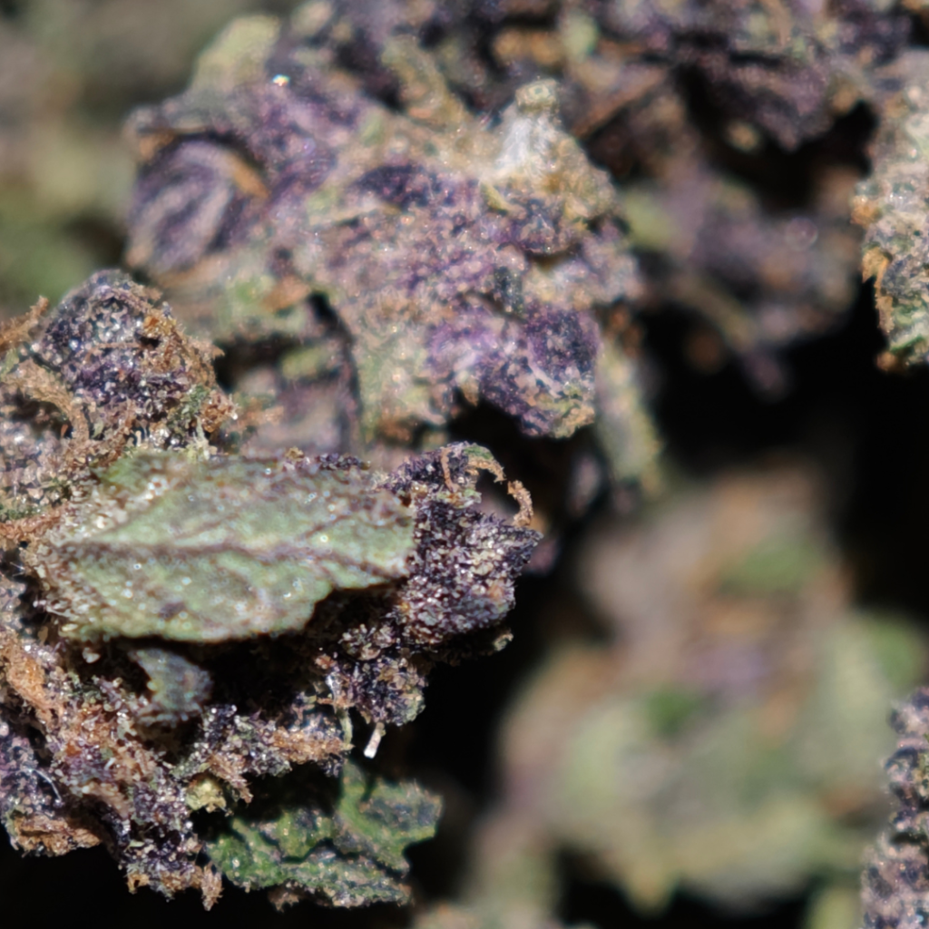 saphir kush mini BUD