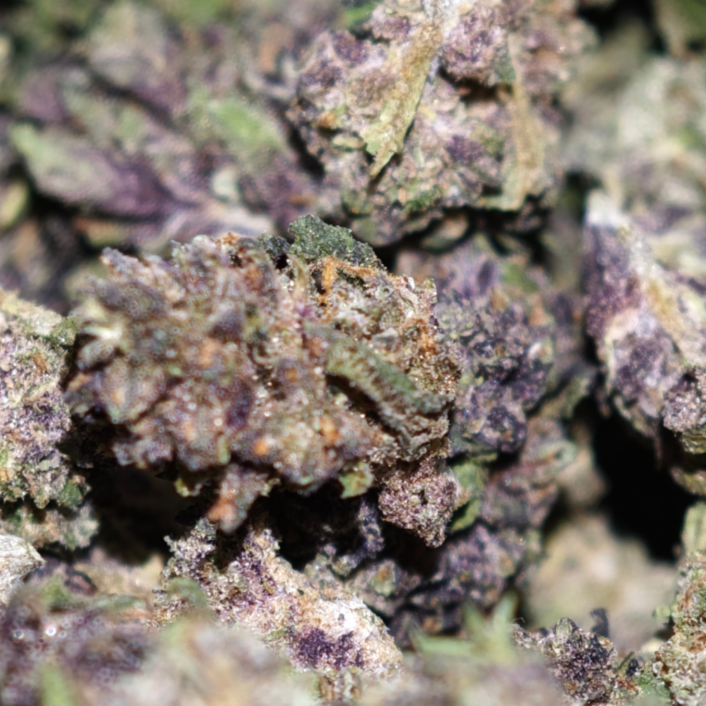 saphir kush mini BUD