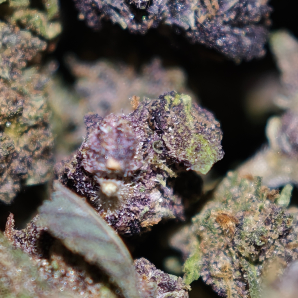 saphir kush mini BUD